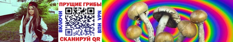 Псилоцибиновые грибы Psilocybe  Суоярви 